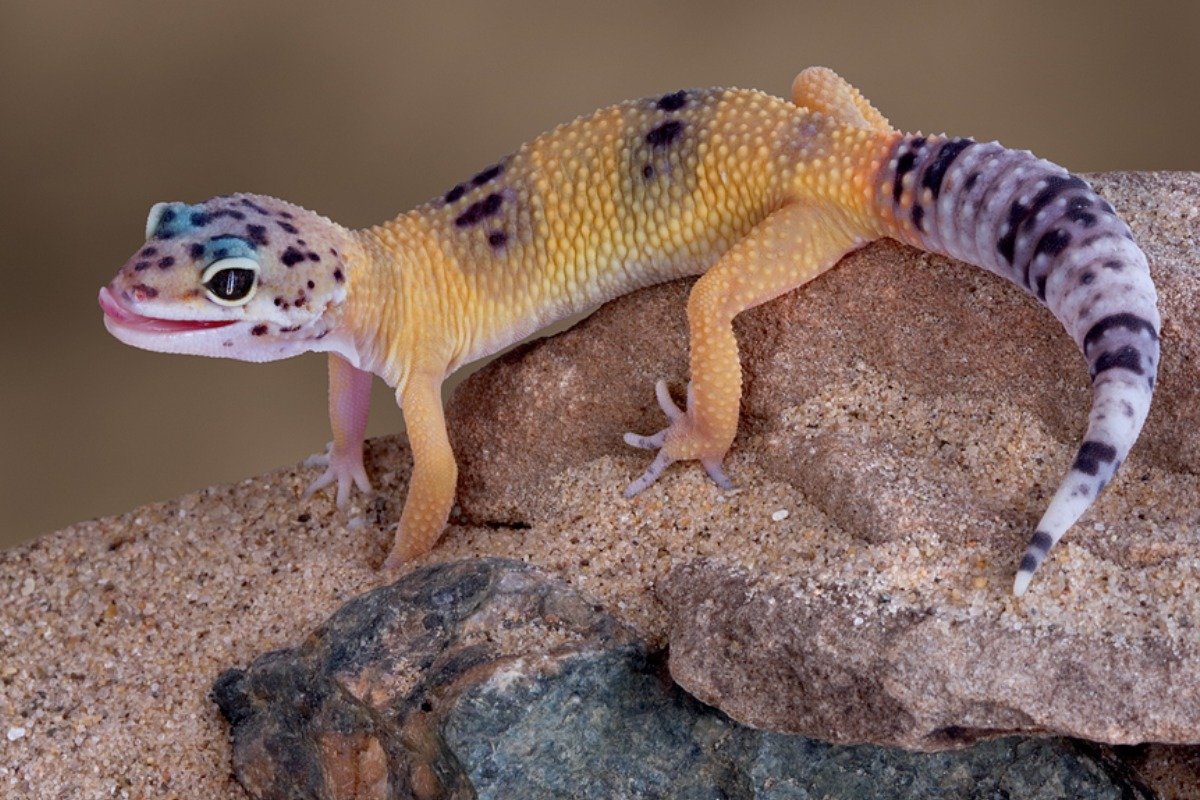 What Are the Basic Needs of a Leopard Lizard?