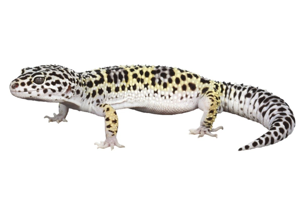 What Are the Different Species of Geckos, and How Do They Differ?