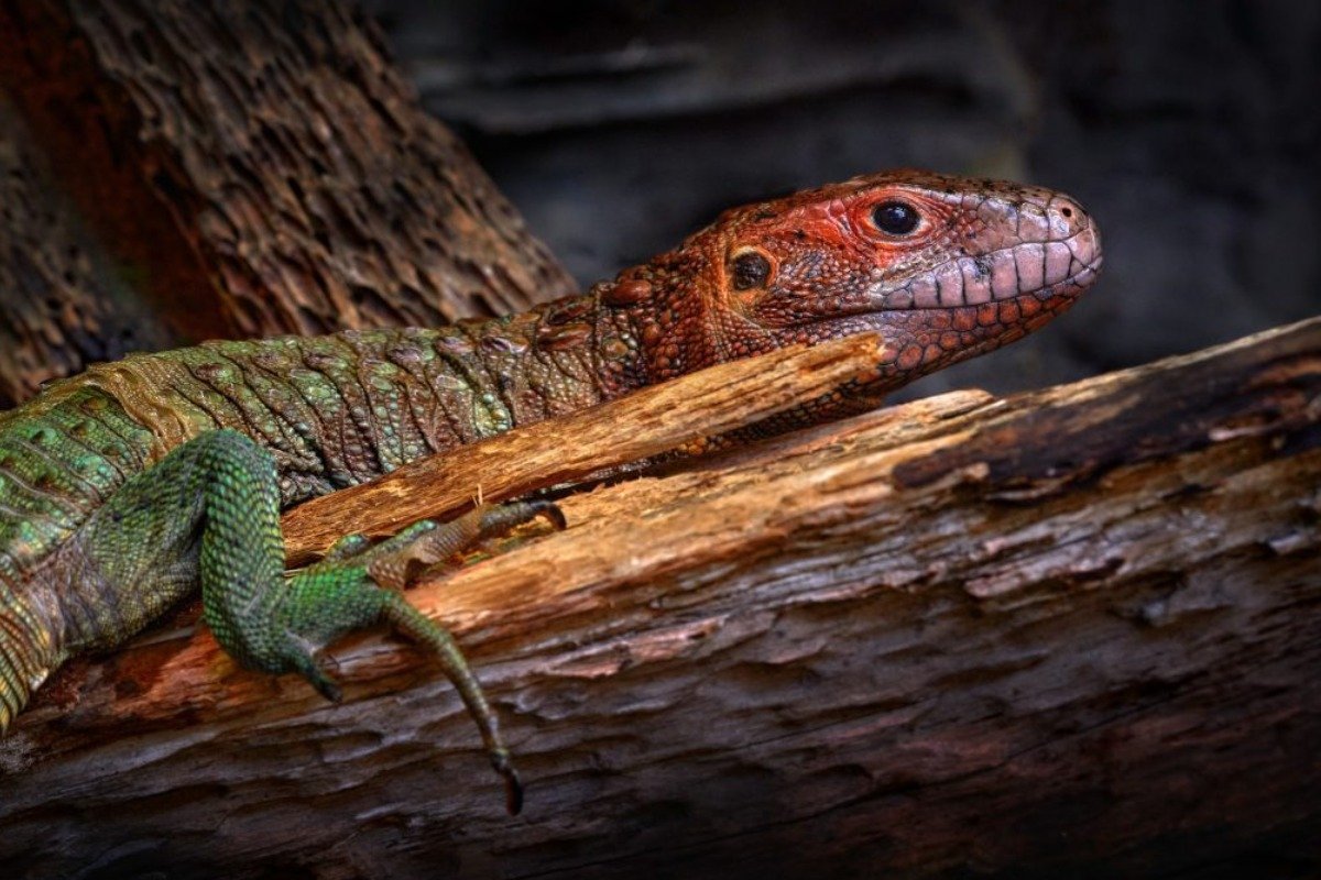 Maintaining Optimal Humidity Levels for Caiman Lizards