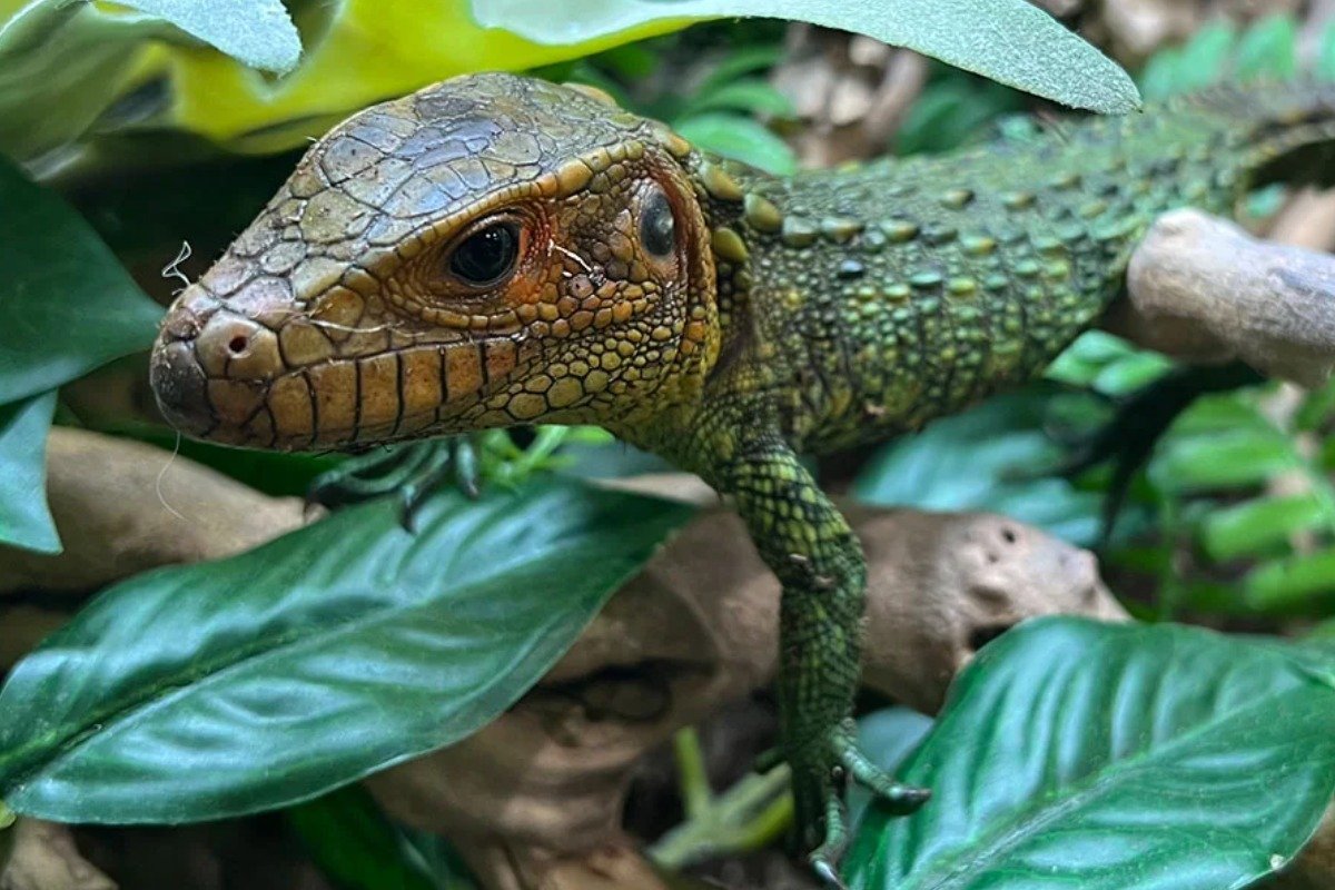 Understanding UVB and Heat Requirements for Caiman Lizards