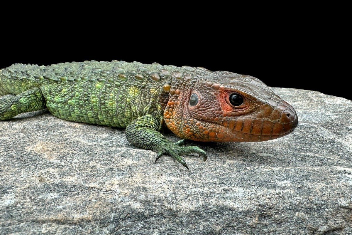 How Long Do Caiman Lizards Live?
