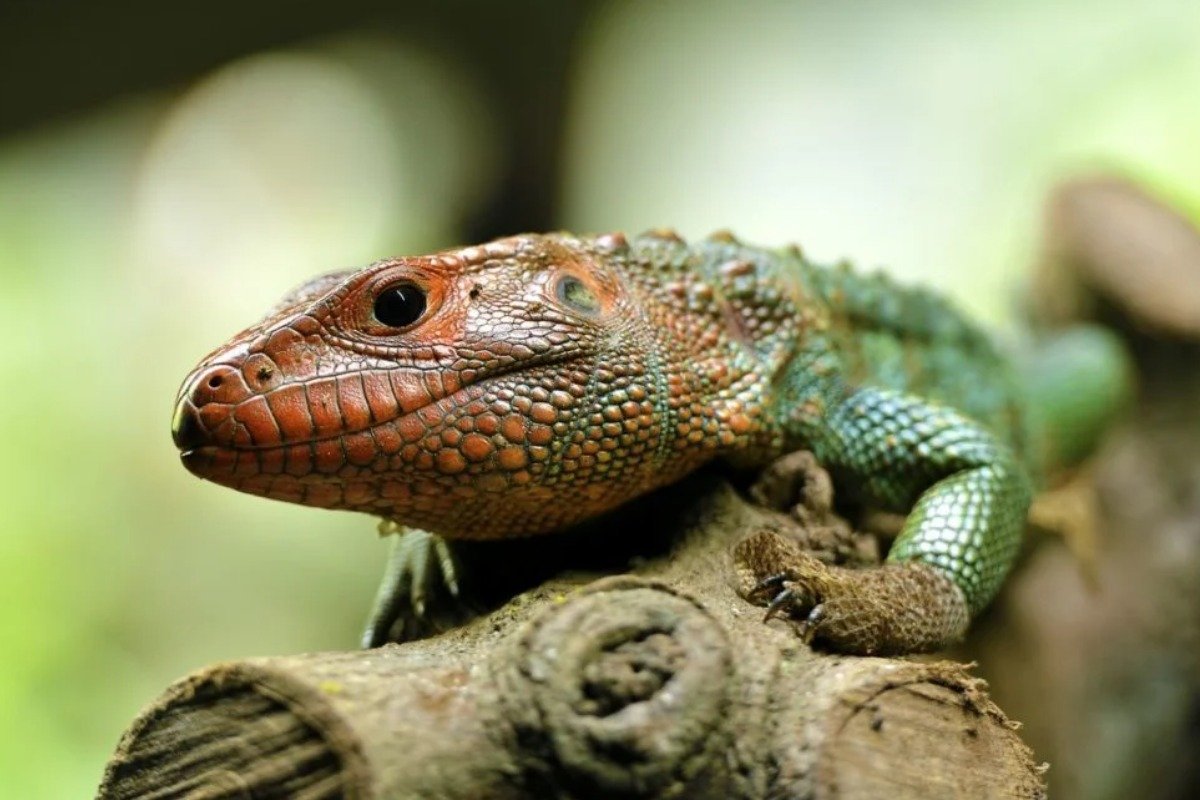 Best Practices to Handle Your Caiman Lizard