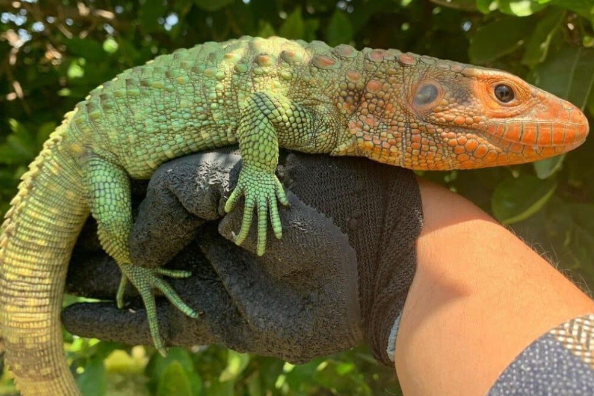 What Do Caiman Lizards Eat?