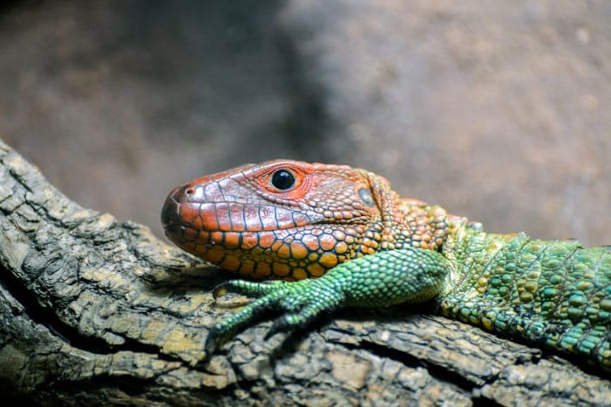How to Set Up the Perfect Caiman Lizard Pet Enclosure