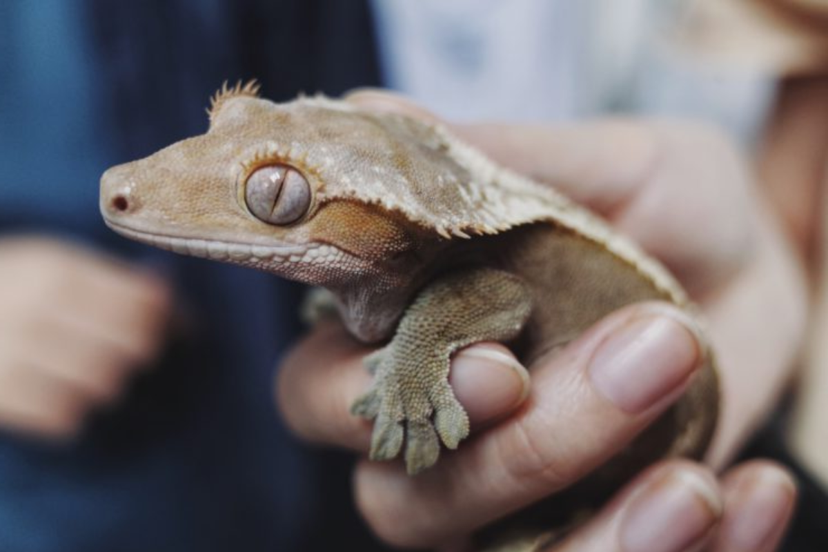 Creating the Ideal Crested Gecko Habitat