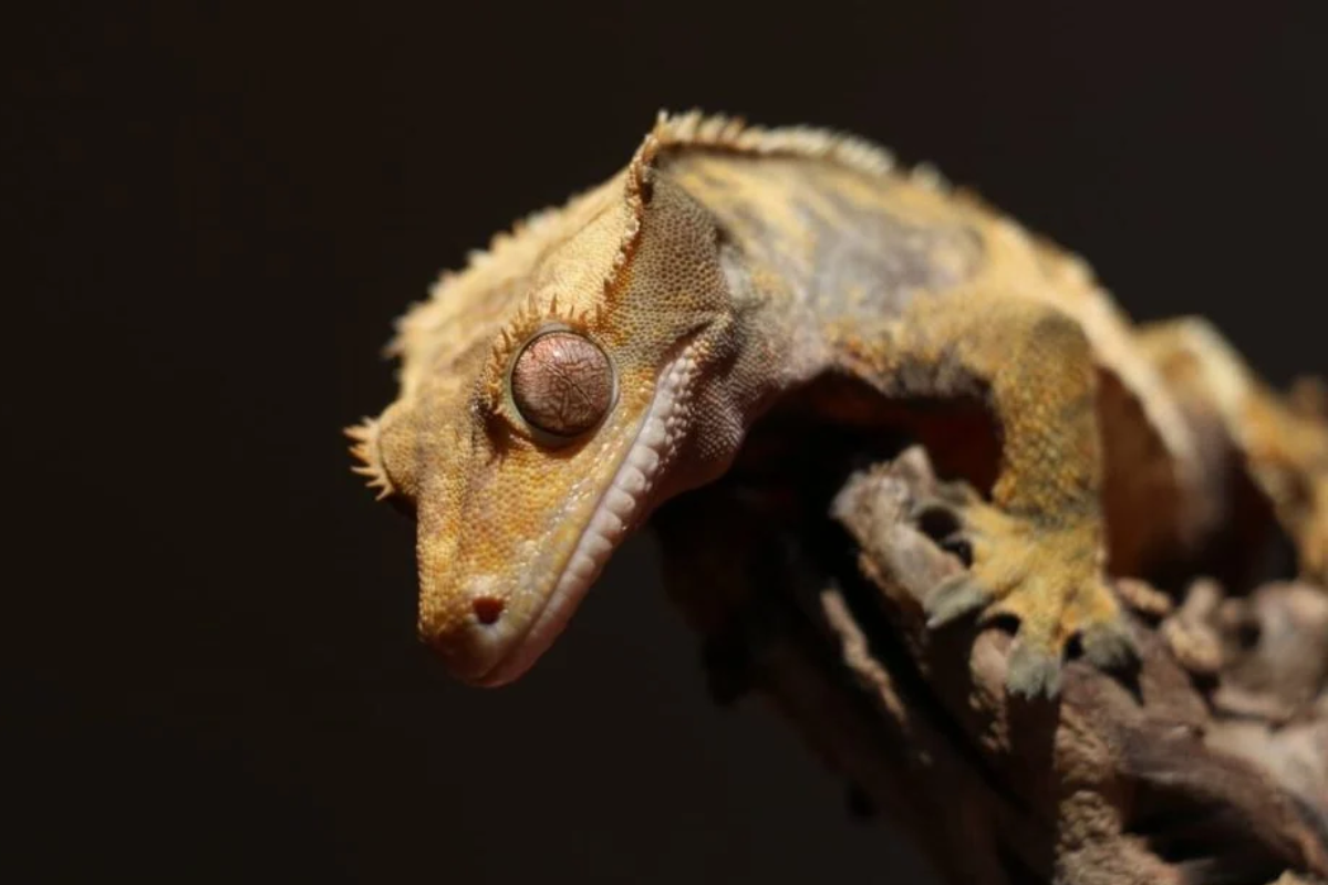 Do Crested Geckos Make Good Pets?