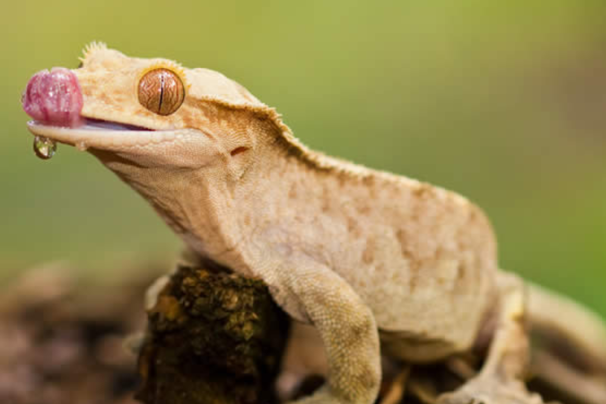 What Do crested geckos eat?