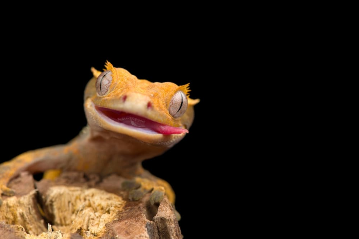 How Long Do Geckos Live?