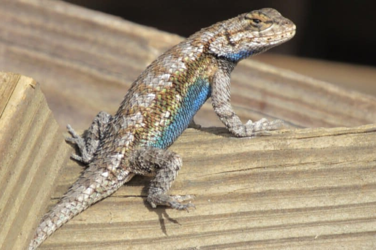 How to Create the Perfect Habitat for Your Eastern Fence Lizard