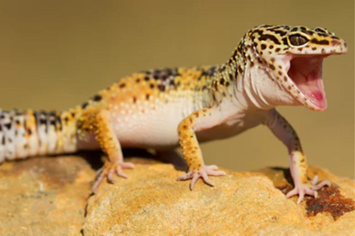Importance of Veterinary Care for Your Pet Gecko