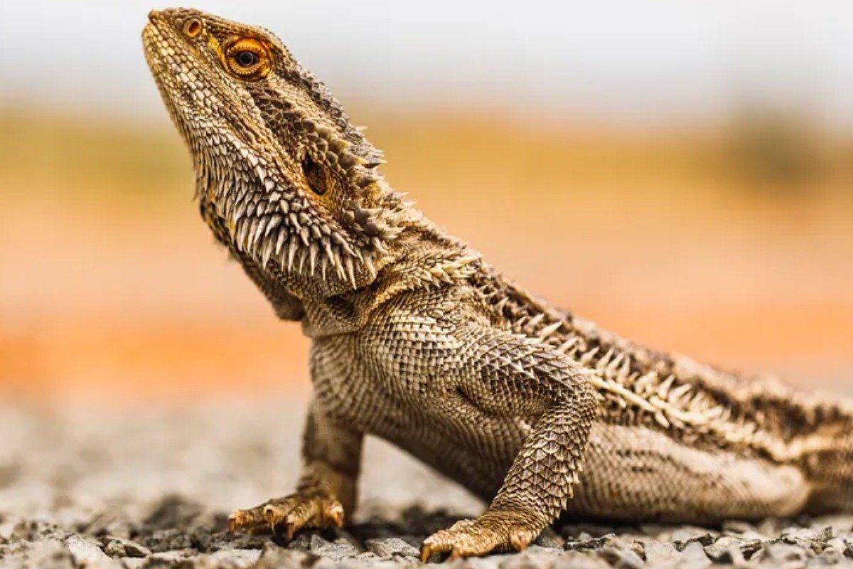 Exploring the Color Variations and Skin Patterns of Hairy Lizards