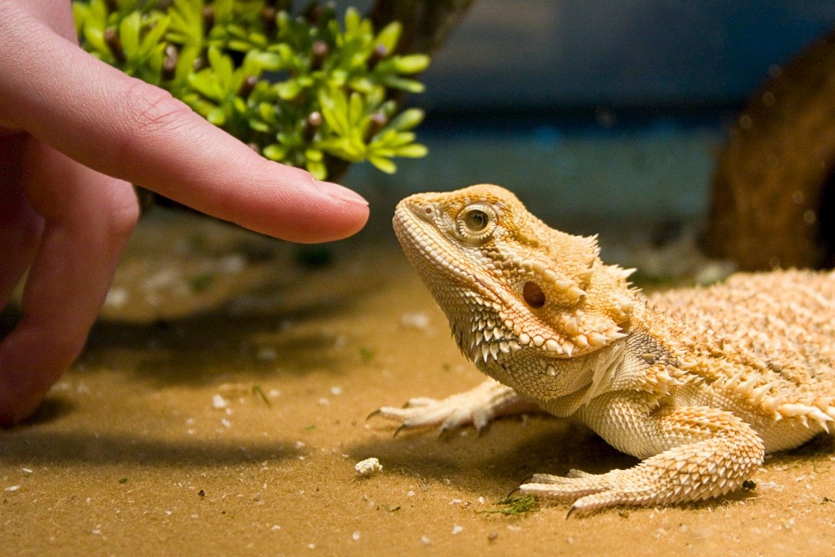 How Do Hairy Lizards Climb and Navigate Their Environment?