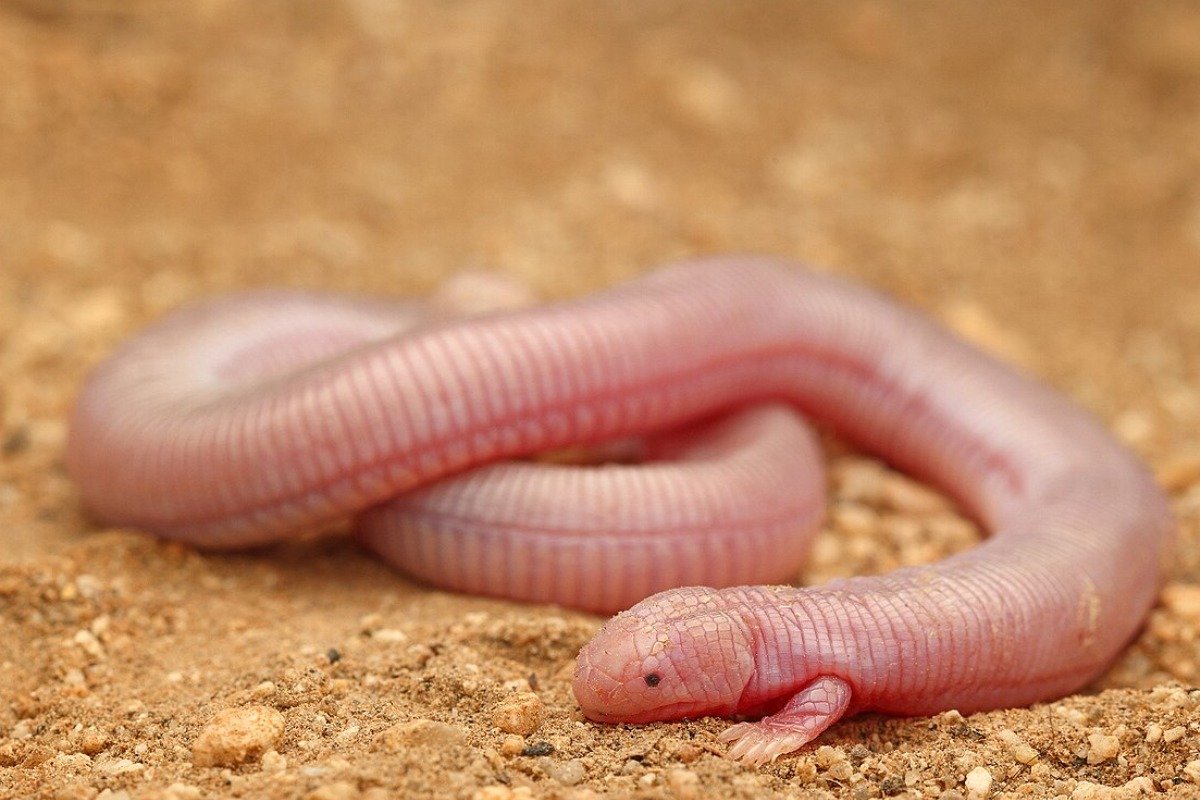 How to Care for a Mole Lizard as a Pet
