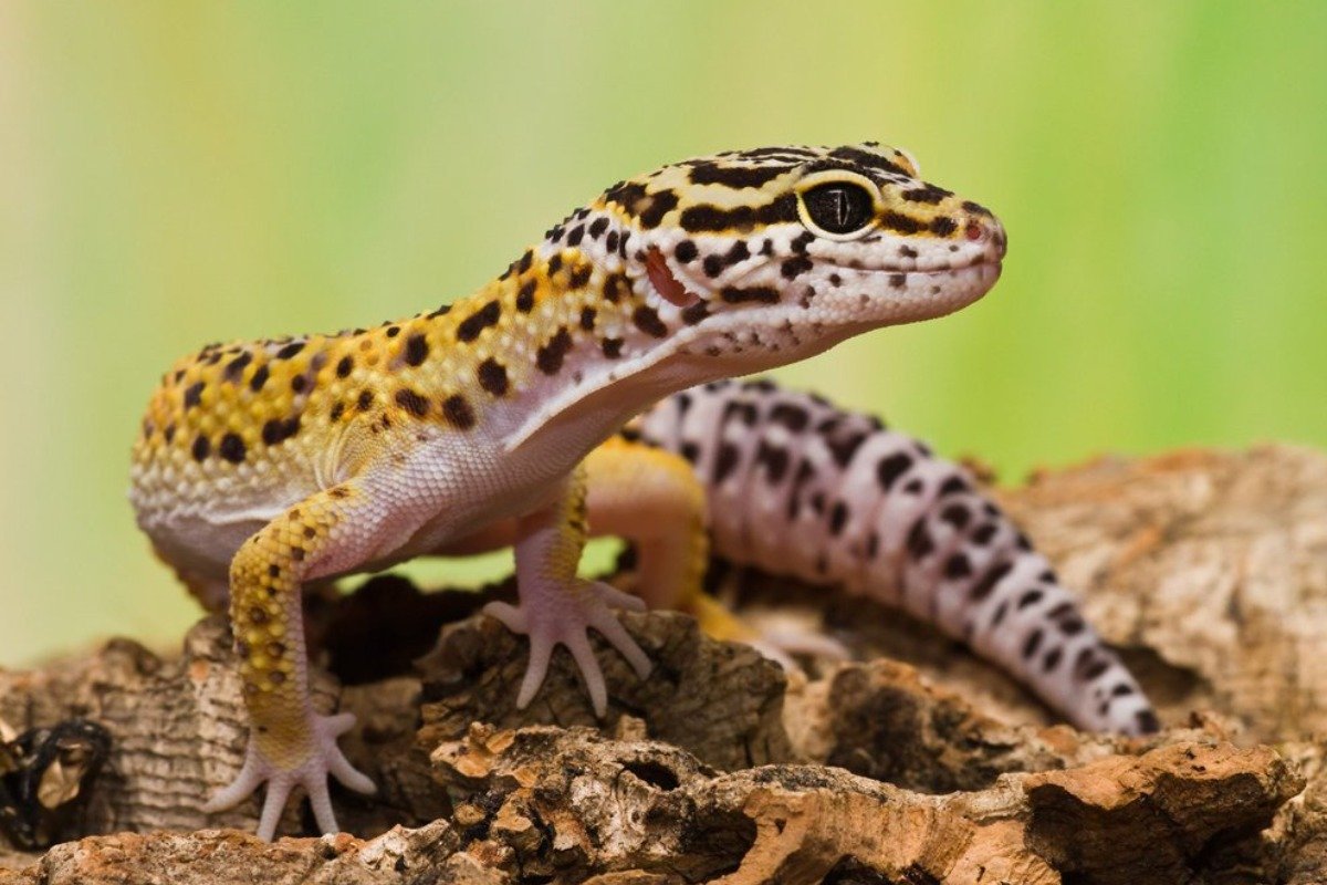 How Do Lizard Pets Like the Crested Gecko Compare?