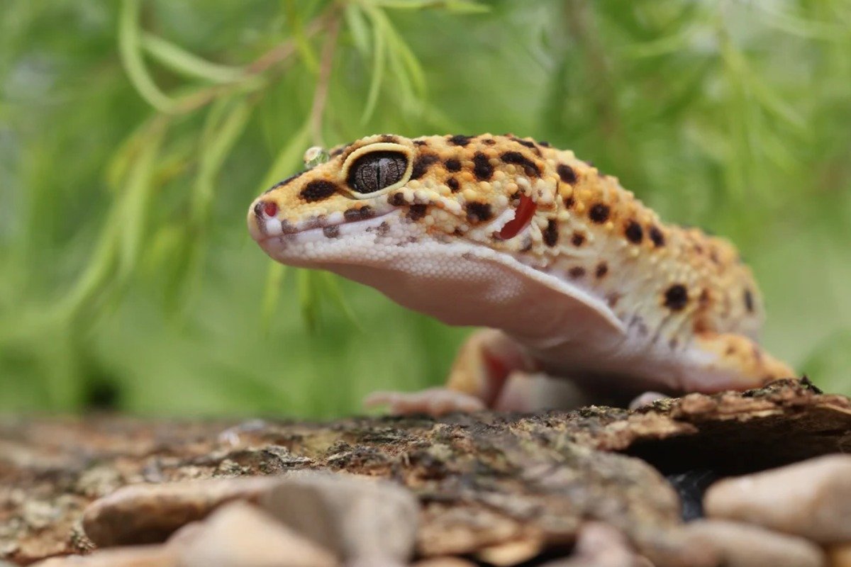 Why Are spotted Lizard pets Considered Great Pets?
