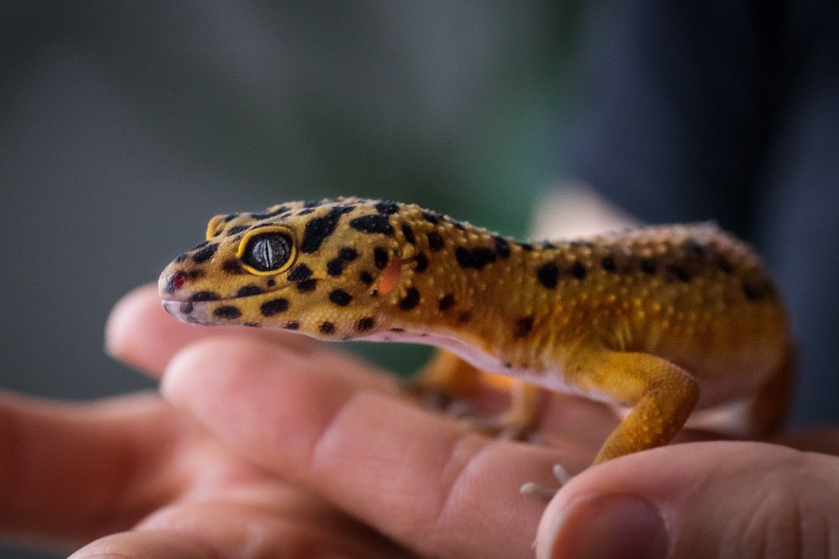 What Do Spotted Lizard Pets Like in Their Environment?