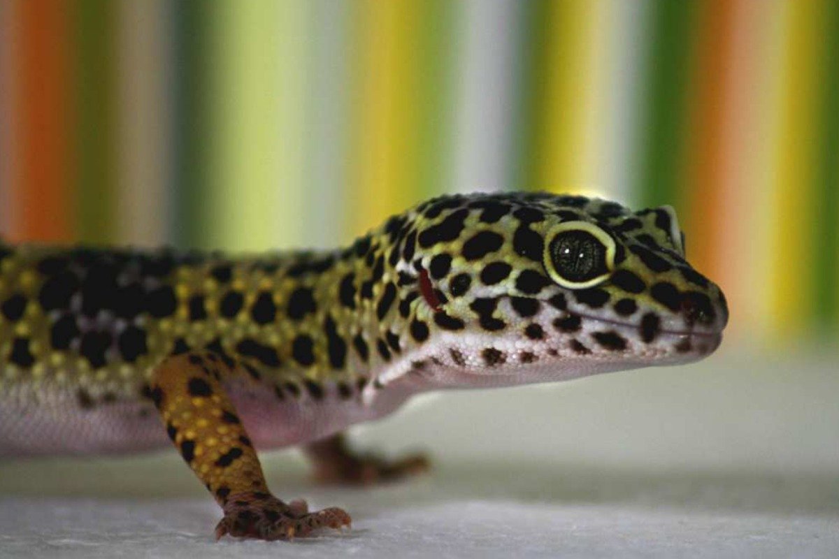 How to Ensure Proper Care for Your Pet Lizard?