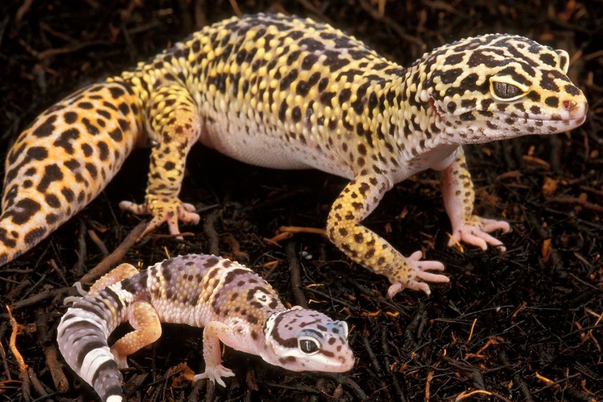 What Should You Know About Spotted Lizard Pet Care?